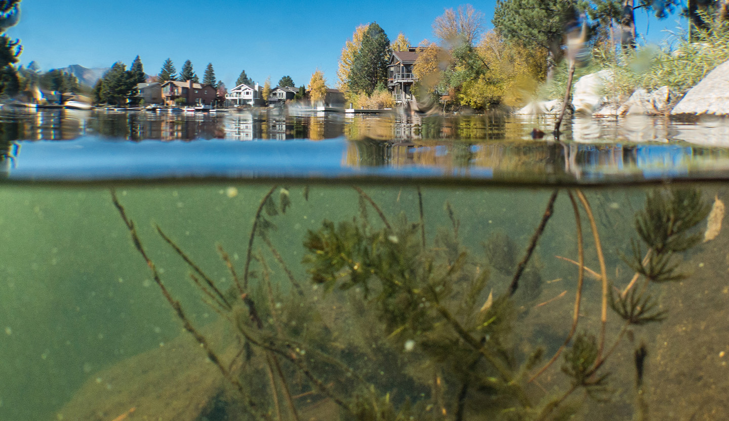 Aquatic invasive weeds in the Tahoe Keys