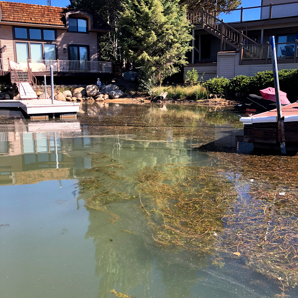 Aquatic invasive weeds in Lake Tahoe.
