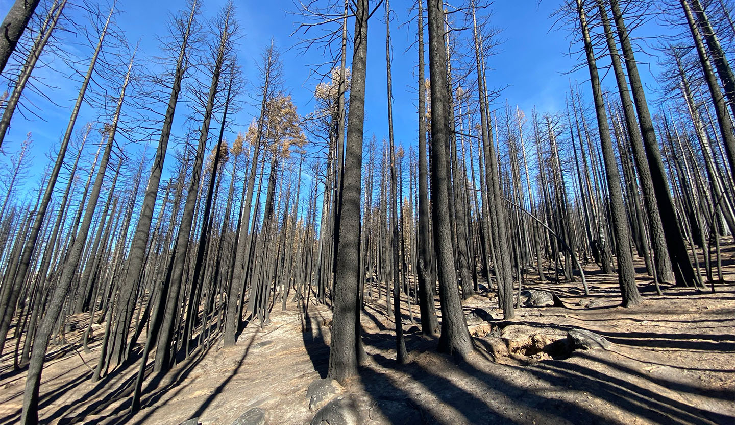 Trees blackened by the Caldor Fire.