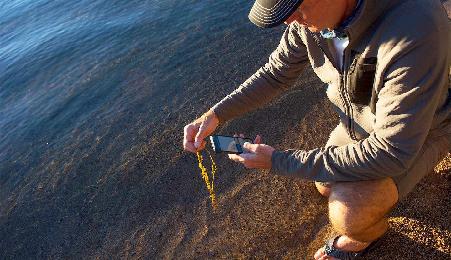 Reporting invasive species with the Citizen Science Tahoe web app
