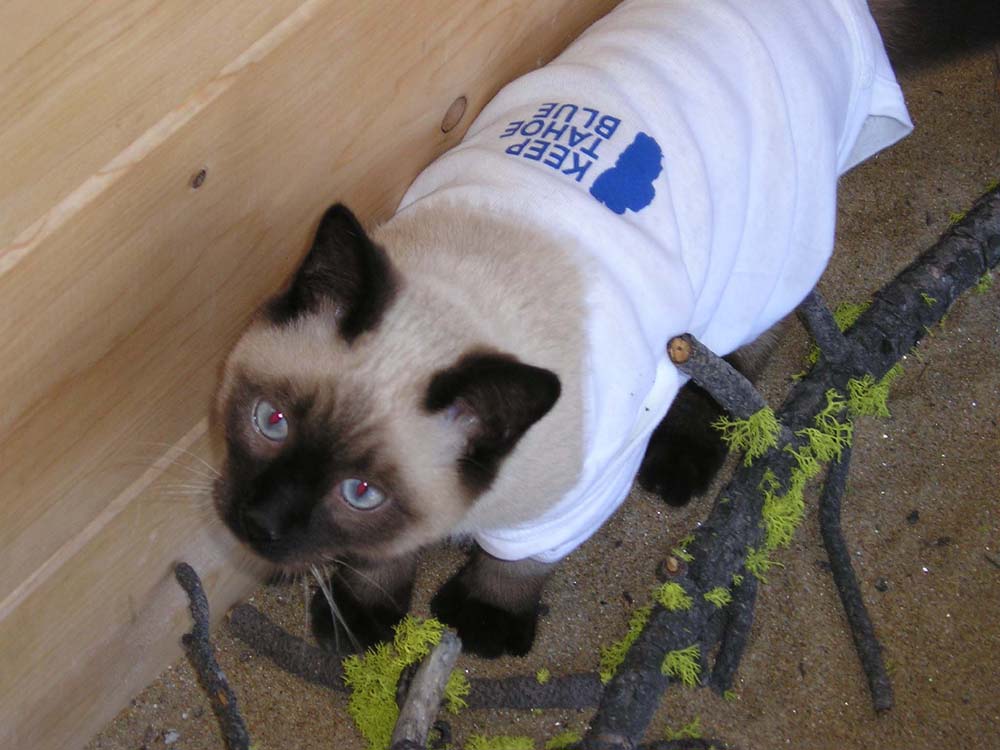 Cat with a Keep Tahoe Blue shirt