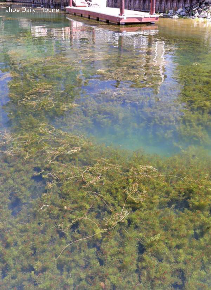 Aquatic invasive weeds