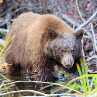 Black bear