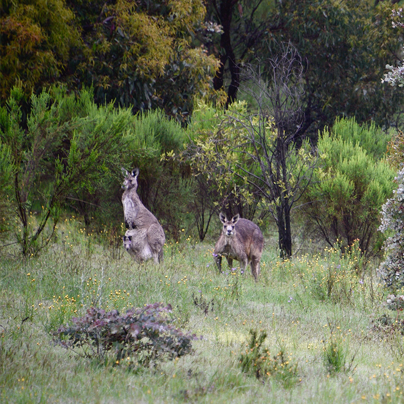 Kangaroos