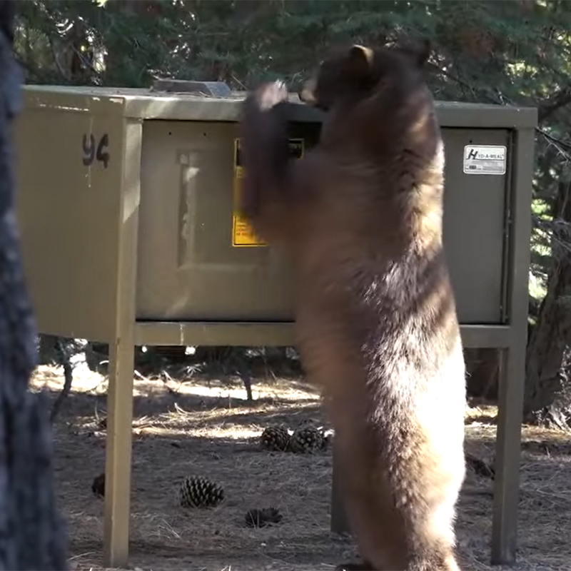 Black bear trying to break intom a bear box. CA State Parks