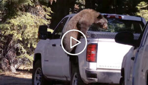 Black Bears in Autumn. Tahoe Interagency Bear Team.