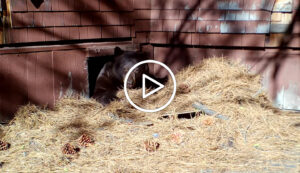 Secure your crawl space from bears. Nevada Dept of Wildlife.