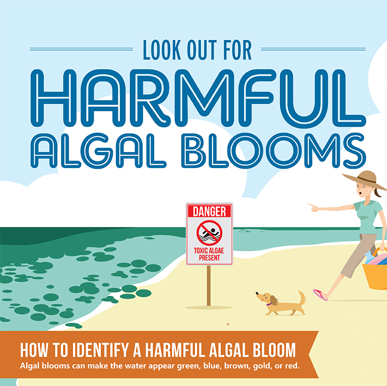 What to know about algae in Tahoe Keep Tahoe Blue