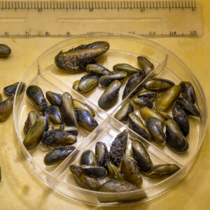 Golden mussel. Photo: CA Department of Water Resources