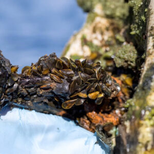 Golden Mussels