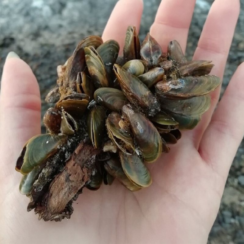Golden mussels in a hand