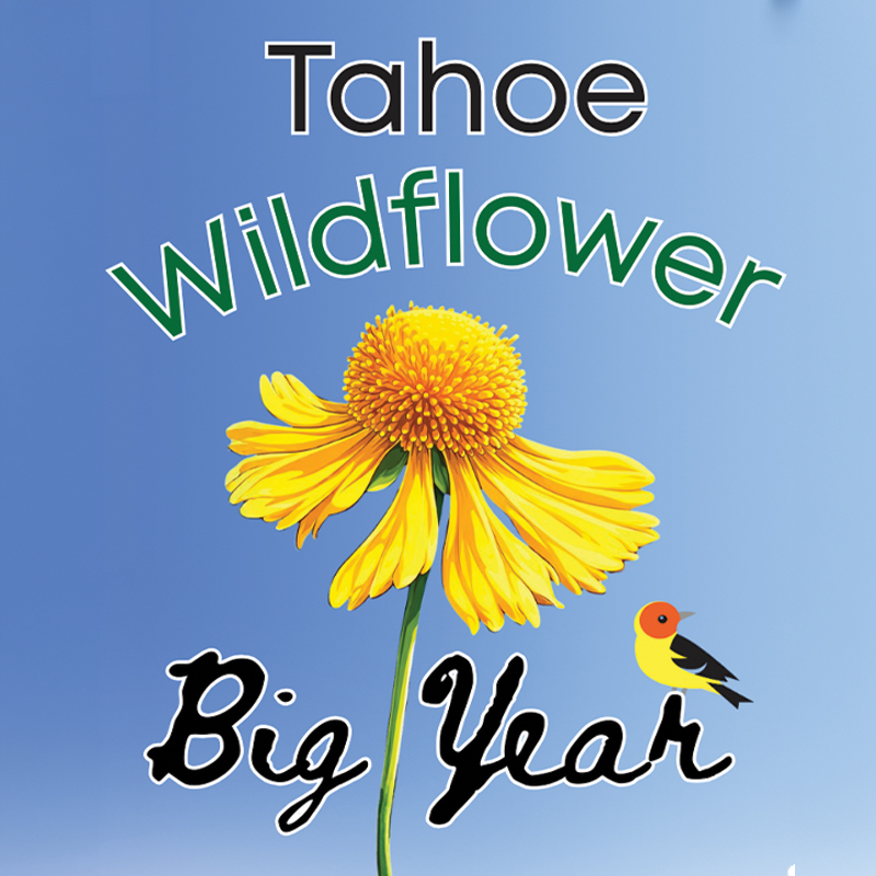 Wildflower Big Year Poster
