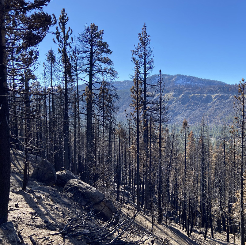 Caldor Fire - Keep Tahoe Blue