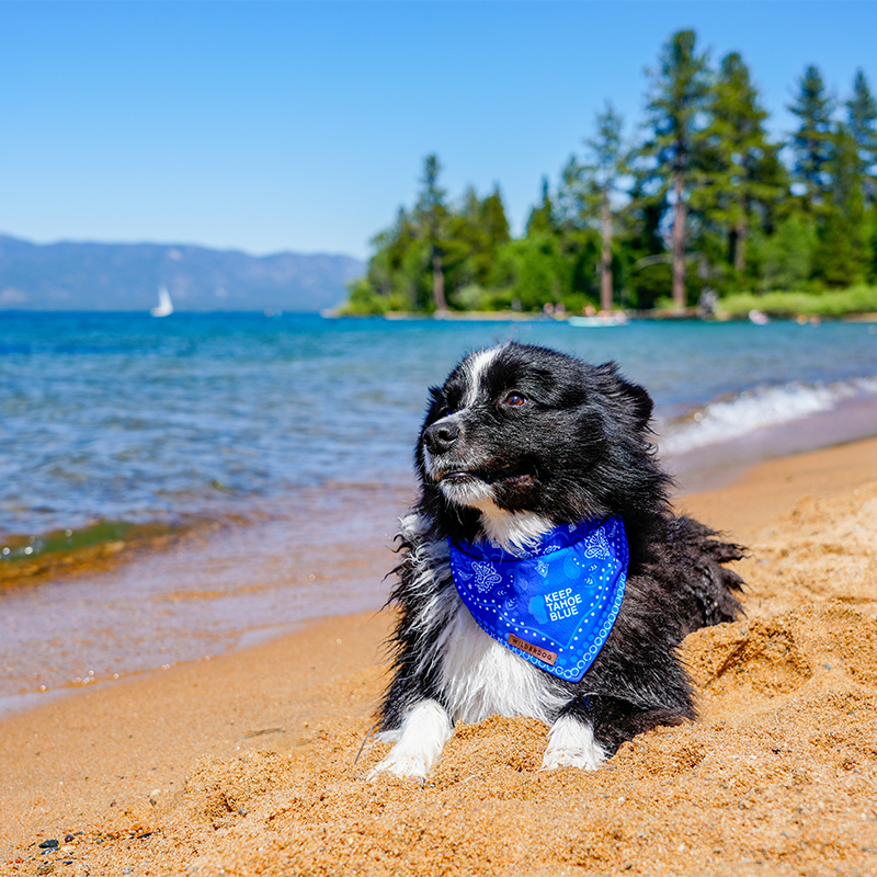 wilderdog beach dog photo