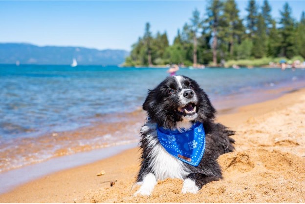 wilderdog x keep tahoe blue dog on beach photo